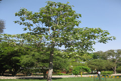 Paulownia tomentosa